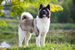 Akita standing outdoors in the summer.